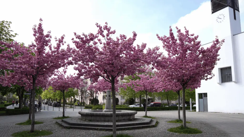 Musikschule-Muenchen-Klavierunterricht-Baeume